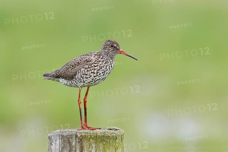 Redshank (Tringa totanus) standing on a pasture fence post, snipe bird, spring, wildlife, Hüde, Ochsenmoor, Dümmer See, Hüde, Lower Saxony, Germany, Europe