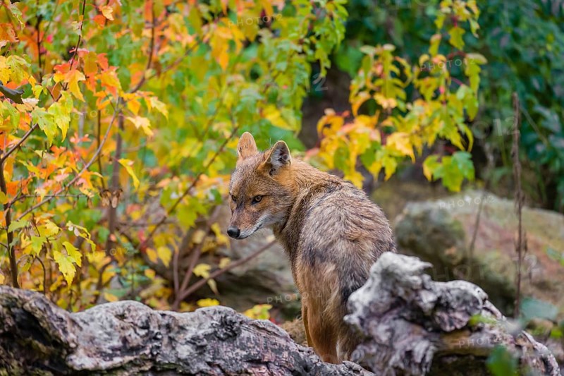 One golden jackal (Canis aureus) stands on a fallen tree trunk. Behind him is a tree in intense autumn colours