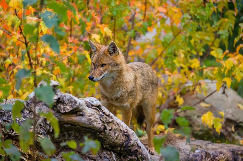 One golden jackal (Canis aureus) stands on a fallen tree trunk. Behind him is a tree in intense autumn colours