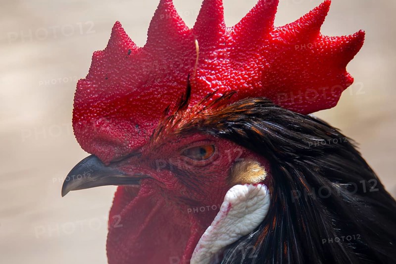 Close-up of a cockerel
