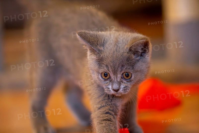 Close-up of a twelve-week-old BKH kitten (British Shorthair)
