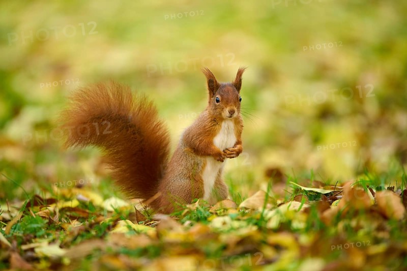 Eurasian squirrel (Sciurus vulgaris), standing in a meadow full of autumn leaves with colourful foliage, Baden-Württemberg, Germany, Europe