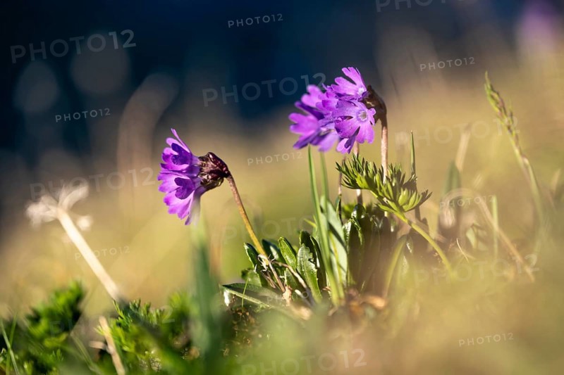 Clusius Primula (Primula clusiana), Hohen Tauern, Austria, Europe