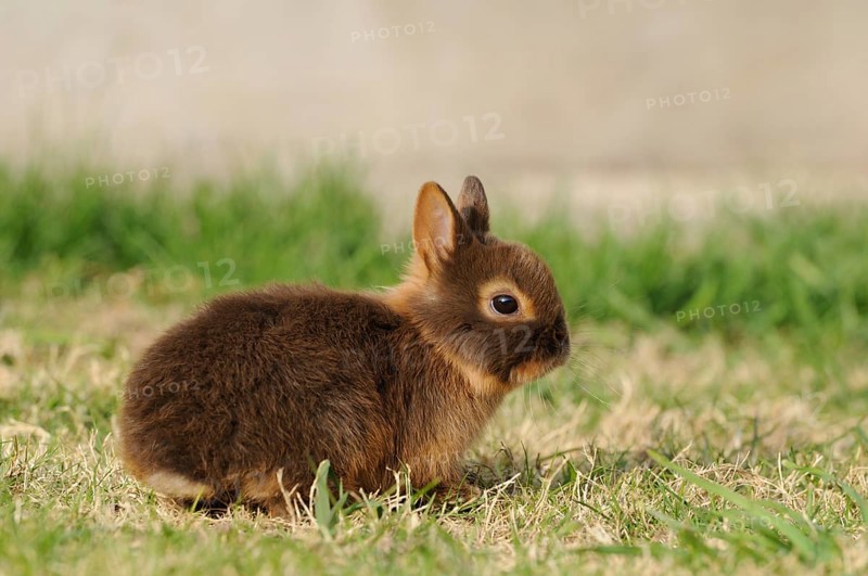 Small brown rabbit sitting in a meadow, colour dwarf, tan-havana, Bavaria