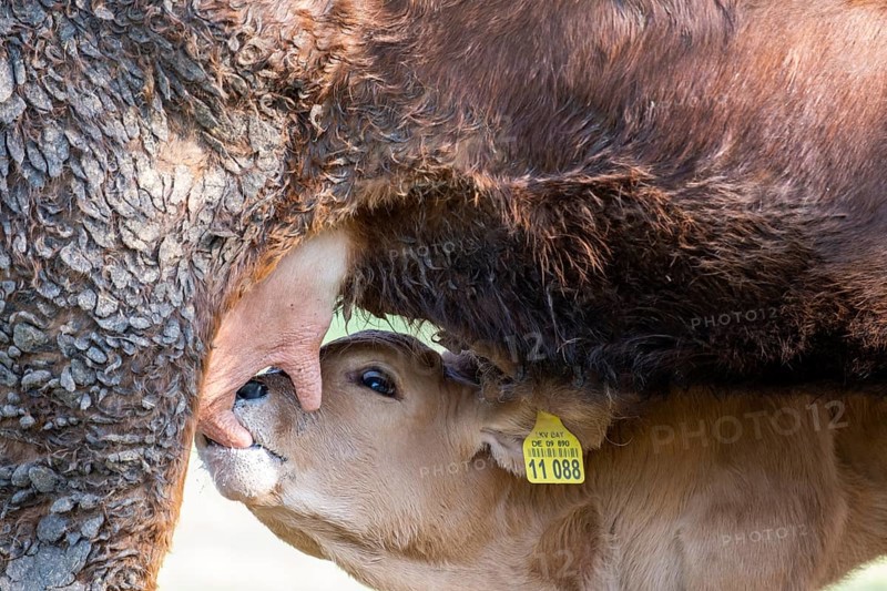 Calf being suckled, suckling calf, calf drinking milk, cow, cows in a meadow, Bad Heilbrunn, Upper Bavaria, Bavaria, Germany, Europe