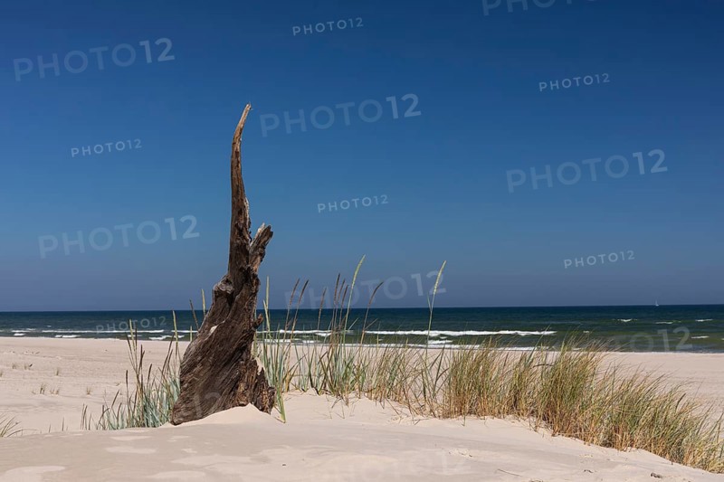 Dead trees protrude from a sand dune on a sunny day with a blue sky. Lacka Dune in the Slowinski National Park, northern Poland on the Baltic Sea coast. 42 metres high and moving at a rate of 3 to 10 metres per year