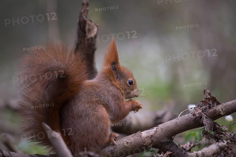 One Red squirrel or Eurasian red squirrel (Sciurus vulgaris) feeding on peanut. Trees in the background. Portrait sideview