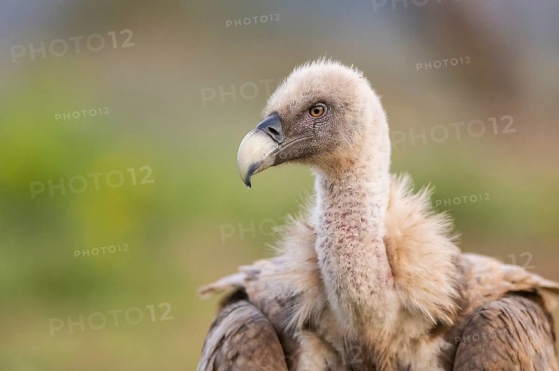 Portrait of a Griffon Vulture (Gyps fulvus) in autumn, Pyrenees, Catalonia, Spain, Europe