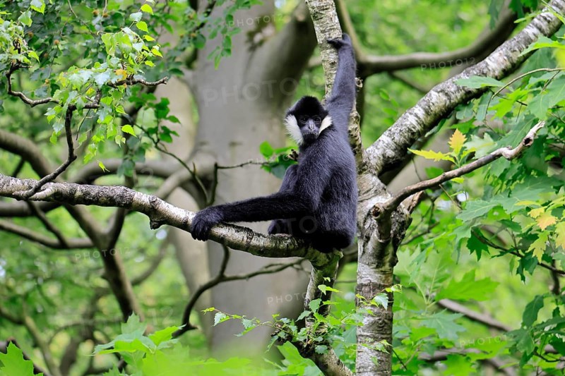 Northern white-cheeked gibbon (Nomascus leucogenys), adult, male, on tree, alert, feeding search
