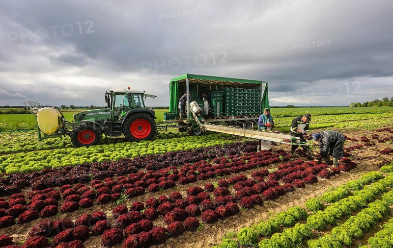 Soest, Sauerland, North Rhine-Westphalia, Germany - Vegetable cultivation, harvest helpers harvesting lettuce, the freshly harvested heads of lettuce are washed directly in the field in the trailer and packed in boxes, oak leaf lettuce (Lactus sativa var. crispa), also known as oak leaf lettuce or American lettuce, and Lollo Bianco and Lollo Rosso