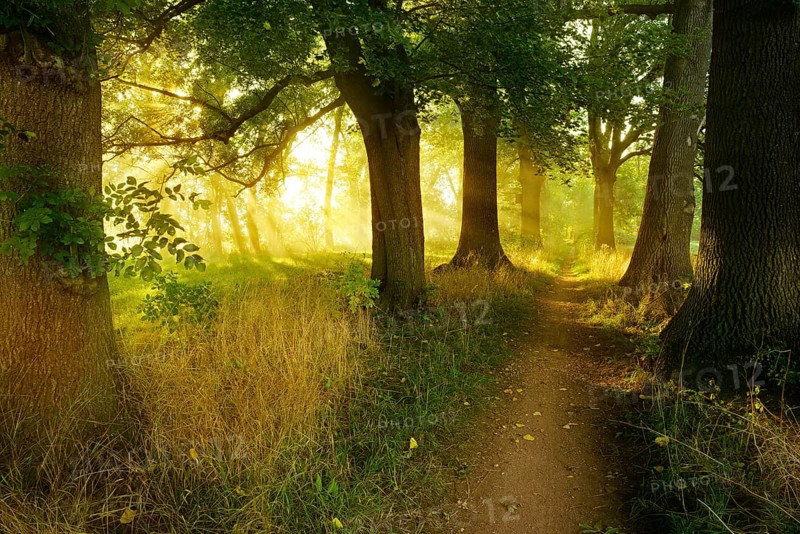 Narrow hiking trail through an avenue of oaks and ash trees in the morning light, sun shining through morning mist, Blütengrund, Naumburg, Burgenlandkreis, Saxony-Anhalt, Germany, Europe