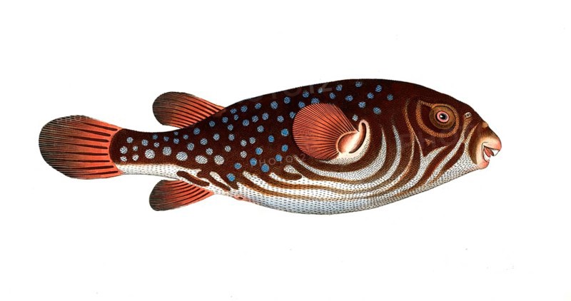 Fish, fishes, genus of the pufferfish family, Tetrodon testudineus, the turtlefish, the Toadfish, Historical, digitally restored reproduction from a 19th century original, Record date not stated