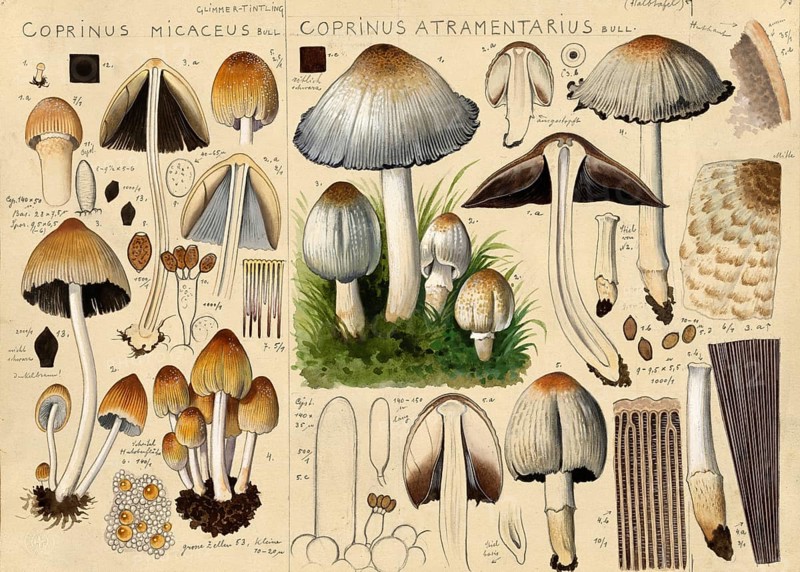 Mushroom, fungi, common mica tintling, Coprinellus micaceus, syn. Coprinus micaceus and common grey wrinkled tintling or short wrinkled tintling, Coprinopsis atramentaria, syn. Coprinus atramentarius, authentic reproduction of an illustration by Hans Walty (1868-1948) from about 1915, historical