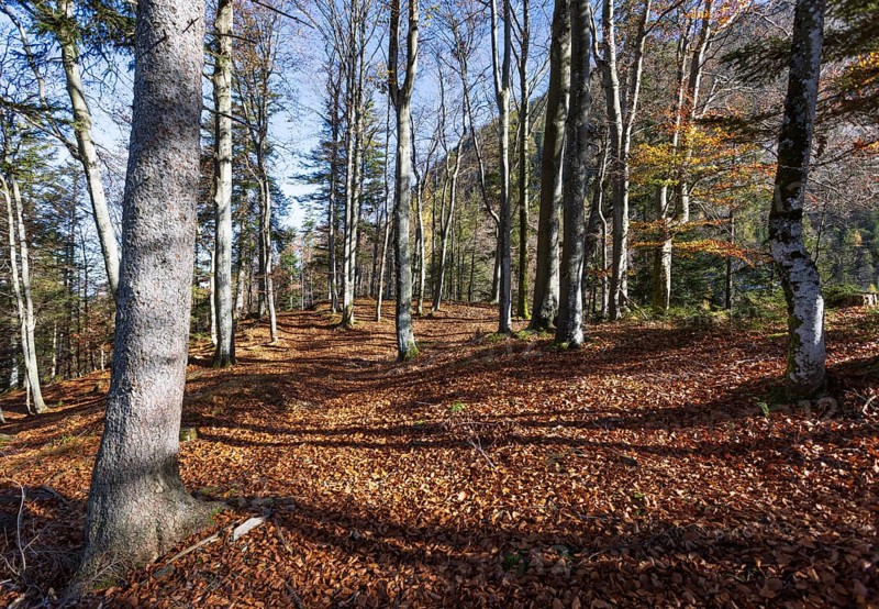 Beech forest on the hiking trail to Schwarzer Berg, Golling, Osterhorngruppe, Salzburg province, Austria, Europe