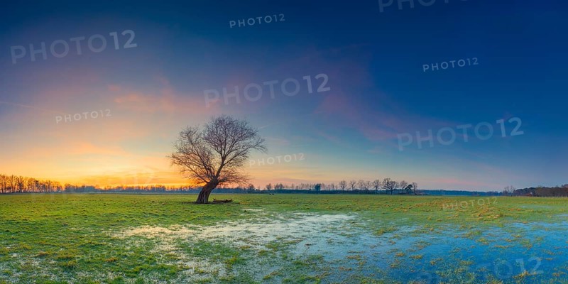 View of a pasture with a single tree in the sunset, panorama, landscape photo, nature photo, puddle, flora, fauna, landscape format, pasture, grasses, lowland, sky, clouds, sunset, backlight, Neustadt am Rübenberge, Hanover region, Lower Saxony, Germany, Europe