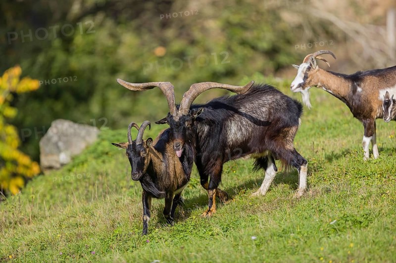 One male Tauernschecke goat, Capra aegagrus hircus, checks the readiness of a goat to mate