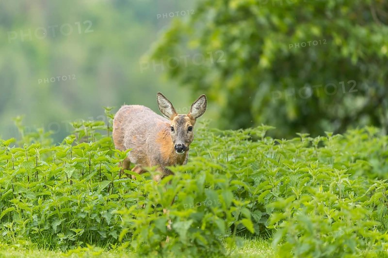 One female Roe Deer, (Capreolus capreolus), walking thru a thicket of stinging nettle in late evening light. Some green trees in the background