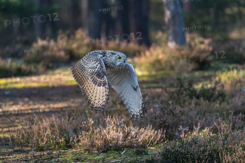 One Siberian Eagle Owl (Bubo bubo sibiricus) flying thru a forest