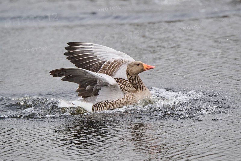 Graylag goose (Anser anser) landing in the water, Düne, Helgoland, Schleswig-Holstein, Germany, Europe