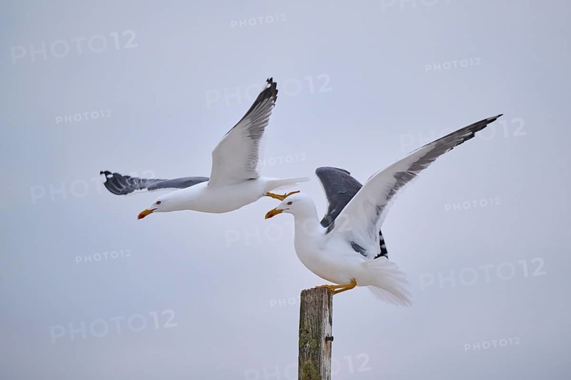 Yellow-legged gull (Larus michahellis) flying from each other, Düne, Helgoland, Schleswig-Holstein, Germany, Europe