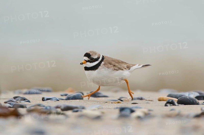 Common ringed plover (Charadrius hiaticula) on the beach, Düne, Helgoland, Schleswig-Holstein, Germany, Europe