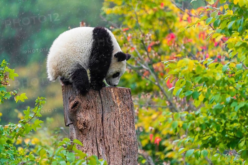 A Giant Panda, cub, ailuropoda melanoleuca, climbs up a dead tree