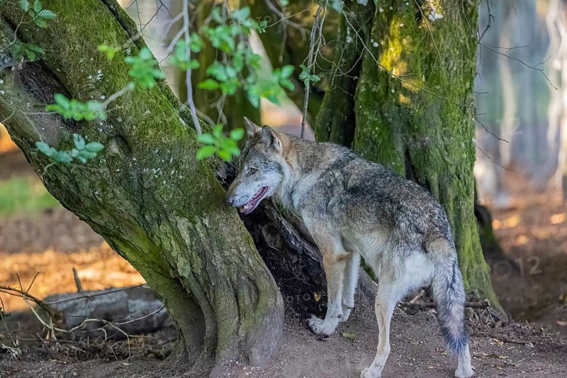 One adult male eurasian gray wolf (Canis lupus lupus) standing in front of an old split tree at a forest edge