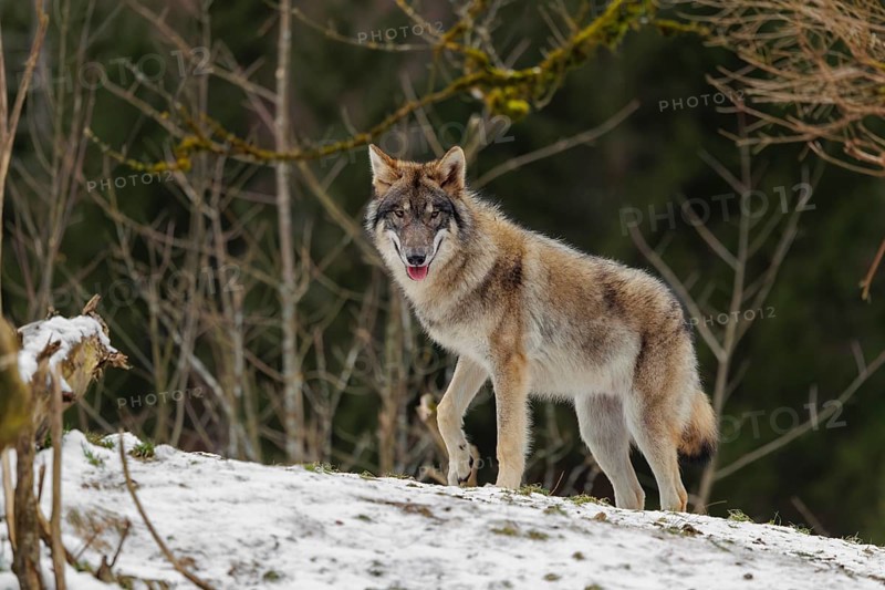 A grey wolf (Canis lupus lupus) runs across the sloping, snow-covered meadow at the edge of a forest on a cold, cloudy day