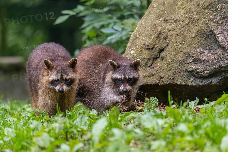 Two adult Raccoons, Procyon lotor, standing on a meadow side by side. A rock and green vegetation in the background