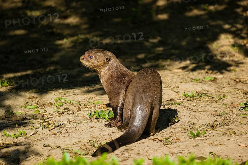 A giant otter or giant river otter (Pteronura brasiliensis) walks along a river bank