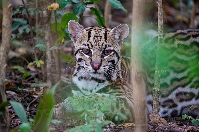 Ocelot (Felis pardalis) Pantanal Brazil