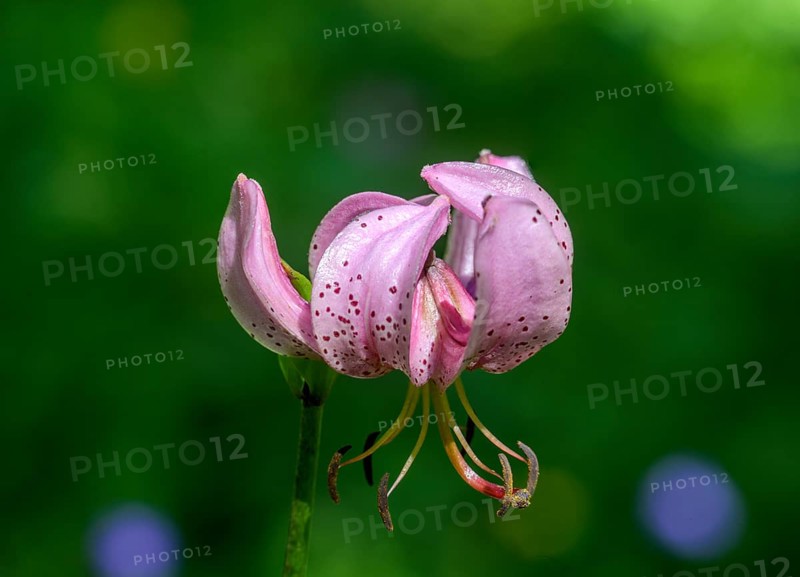Turk's cap (Lilium martagon), Entracque, province of Cuneo, Italy, Europe