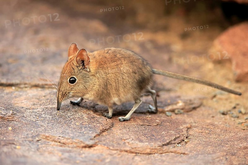 Short-eared elephant shrew, (Macroscelides probosideus), adult, foraging, Mountain Zebra National Park, Eastern Cape, South Africa, Africa