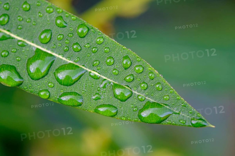 Raindrops on an oleander leaf, near Cruïlles, Costa Brava, Catalonia, Spain, Europe