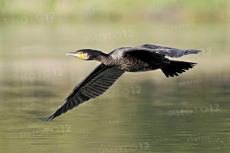 Cormorant (Phalacrocorax carbo), in flight, shallow lake, nature reserve, Reuss valley, Canton Aargau, Switzerland, Europe