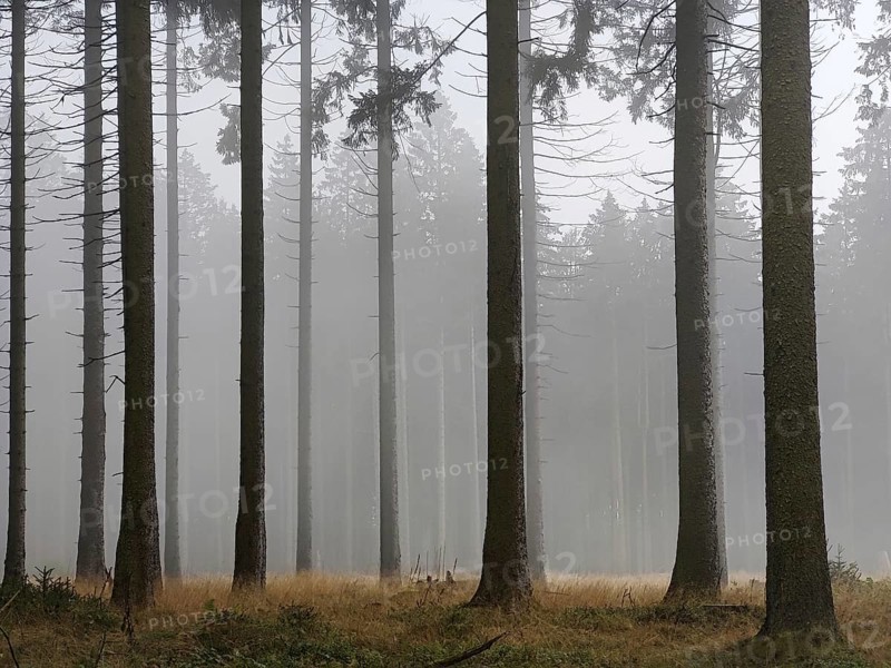 Idarwald with spruces in the fog, Idarkopf, Weitersbach, Hunsrück, Rhineland-Palatinate, Germany, Europe