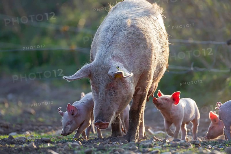 Domestic pig (Sus scrofa domesticus) adult mother and juvenile baby piglets farm animals in a field, England, United Kingdom, Europe