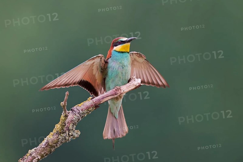 Bee-eater (Merops apiaster) Lower Saxony, Germany, Europe