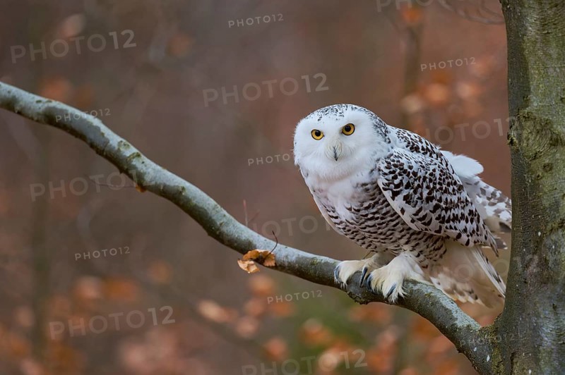 Snowy owl on branch (Bubo scandiacus) captive, Czech Republic, Europe