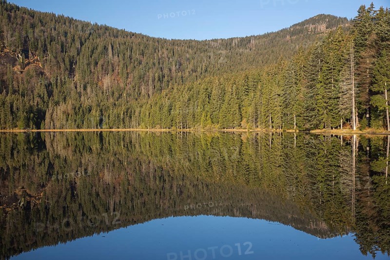Lake Großer Arbersee in autumn. The surrounding forest is reflected in the mirror like surface of the lake