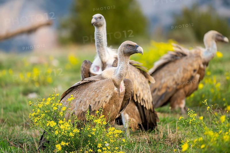 Griffon Vulture (Gyps fulvus) sitting on a flowering meadow in autumn, Pyrenees, Catalonia, Spain, Europe