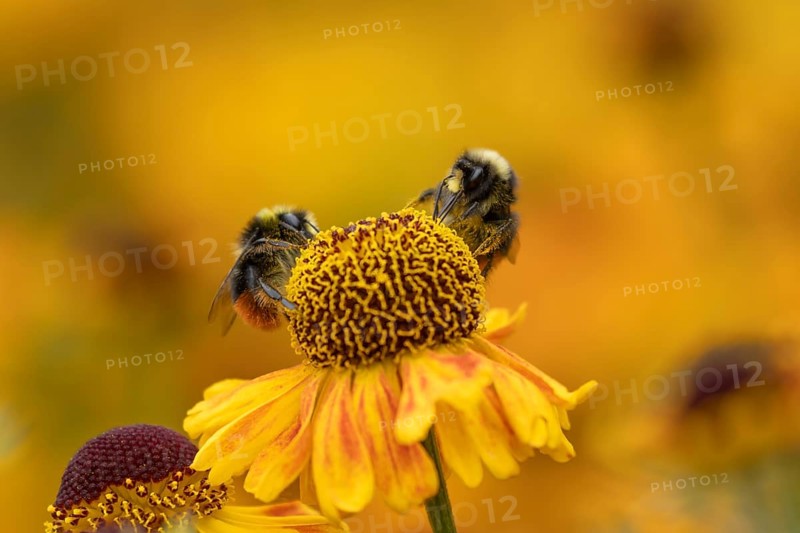 Red tailed bumblebee (Bombus lapidarius) two adult bees feeding on a Helenium flower in summer, England, United Kingdom, Europe