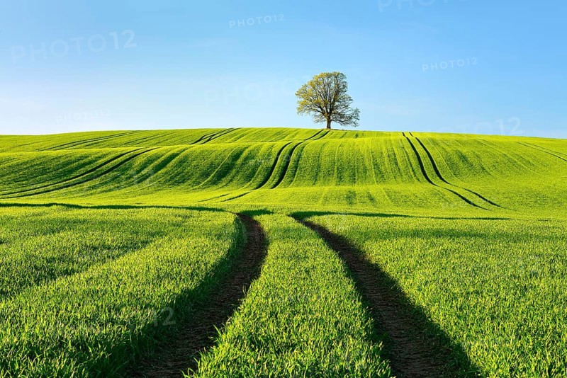 Solitary oak tree in the evening light, green field with rolling hills in spring, near Triptis, Thuringia, Germany, Europe