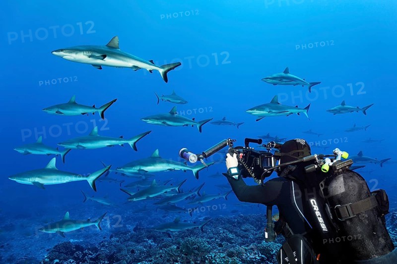 Cameraman with professional underwater video camera RED Dragon X 6K Digital Cinema Camera in Nauticam underwater housing films school of Grey reef shark (Carcharhinus amblyrhynchos), known as Wall of sharks, South Pass, Fakarava Atoll Biosphere Reserve, Tuamotu Archipelago, French Polynesia, South Pacific, Pacific Ocean, Oceania