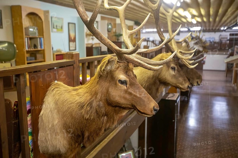 Holdrege, Nebraska - Elk trophies shot by a local big game hunter on display at the Nebraska Prairie Museum.