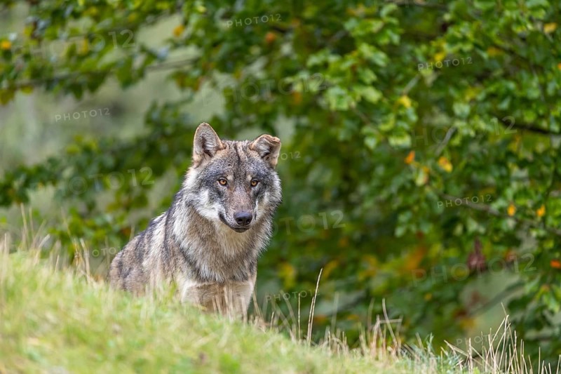 One submissive eurasian gray wolf (Canis lupus lupus) sitting on a hill with green grass and a forest in fall colours in the background