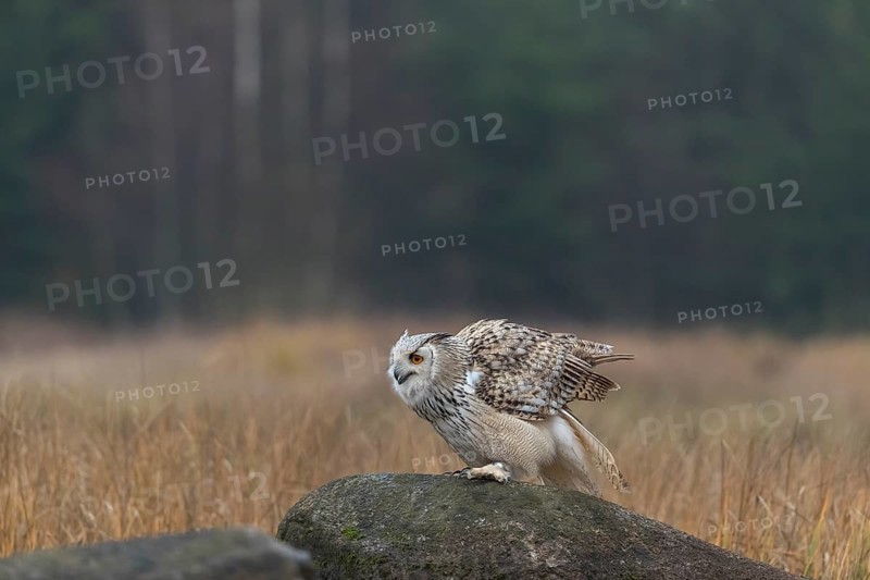 One Siberian Eagle Owl (Bubo bubo sibiricus) sitting on a rock between tall reed grass lakeshore on an autumnal misty cold morning