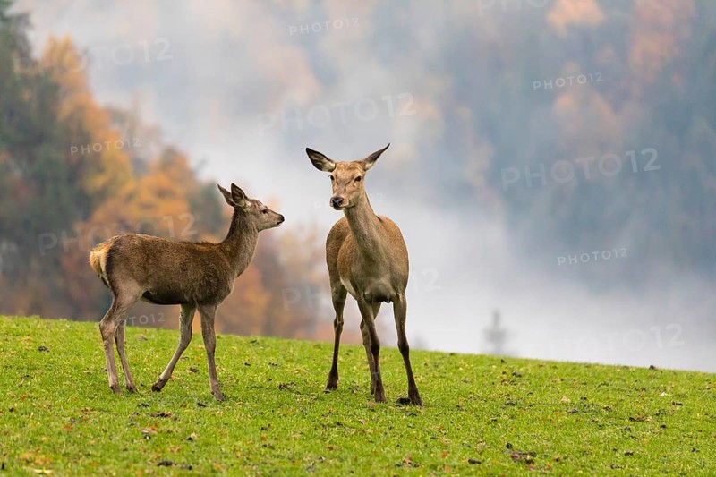 Two female red deer (Cervus elaphus) stand on a meadow. Early morning light with a forest in mist and fall foliage