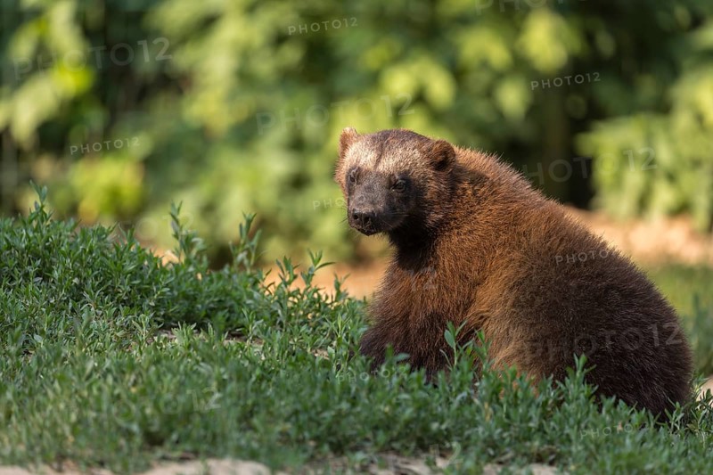 One wolverine, (Gulo gulo), sitting on grass, green vegetation, trees and rocks in the background