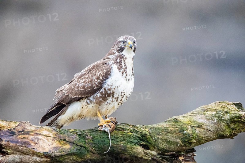 Common buzzard (Buteo buteo) Germany